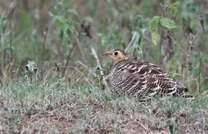 Female Painted Sandgrouse crouched in short grass, showing barred plumage and red bill
