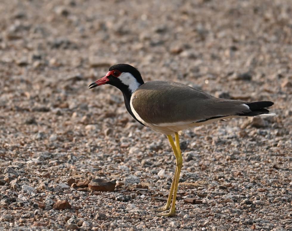 A red-wattled lapwing standing on gravel at Jawai, photographed from a low angle