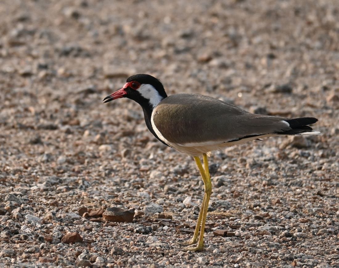 Red-wattled lapwing standing on stony ground at Jawai with its red bill and red face wattle