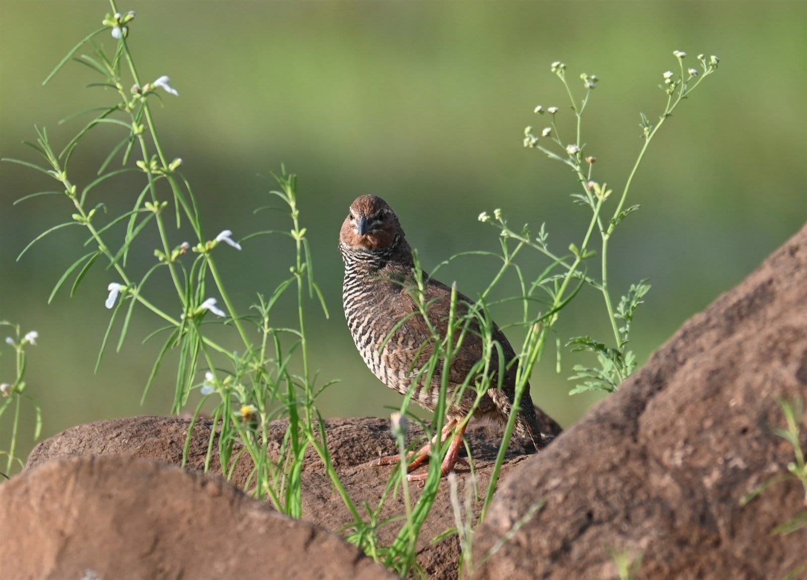 Rock Bush Quail standing among grass on rocky ground at Bhigwan