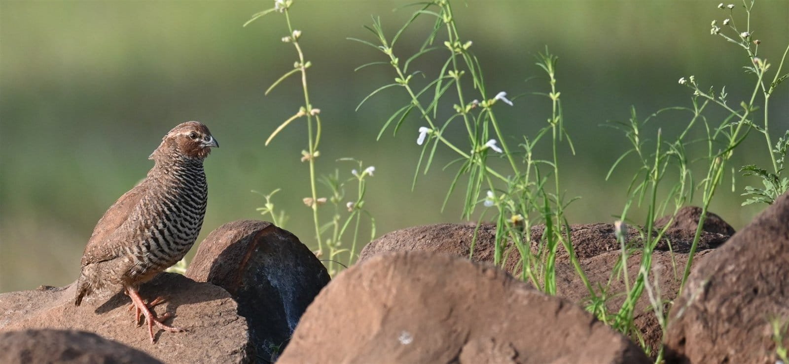 Rock Bush Quail in profile on rocks, showing barred underparts and rufous face