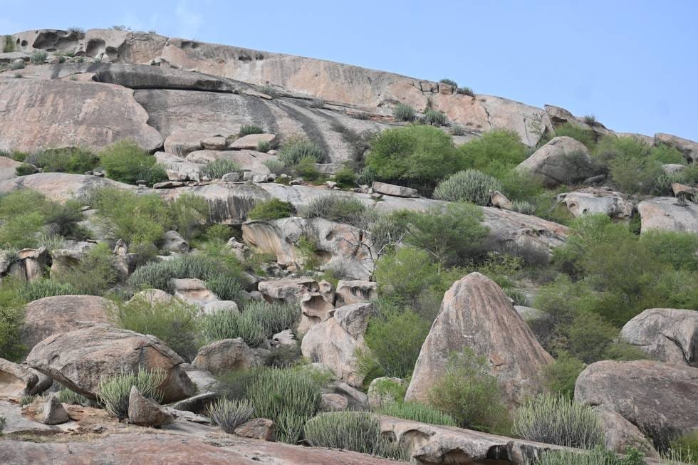Rocky Jawai hillside covered with euphorbia and dry scrub