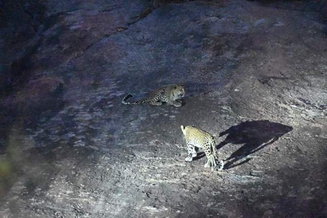 Two leopards on the rocks at night in Jawai