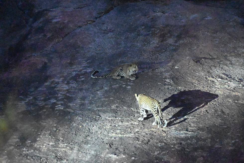 Two leopards on open rock in the dark during a Jawai safari