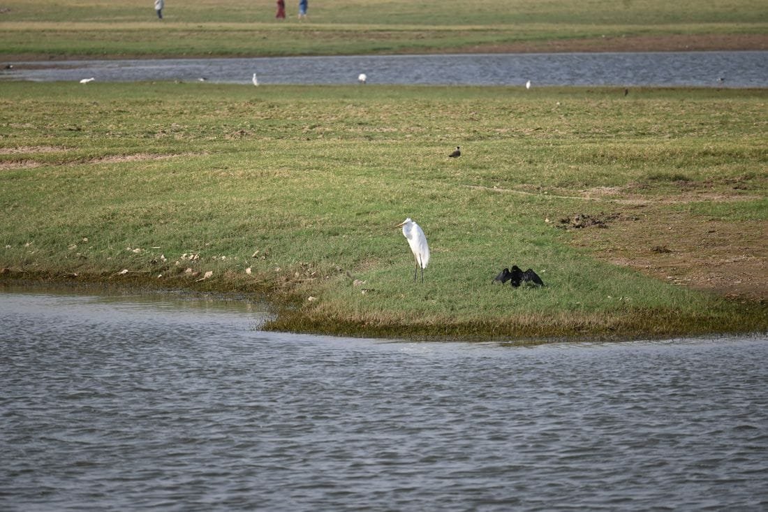 Wide view of the Jawai backwater with a great egret, a cormorant drying its wings and a lapwing on a grassy spit
