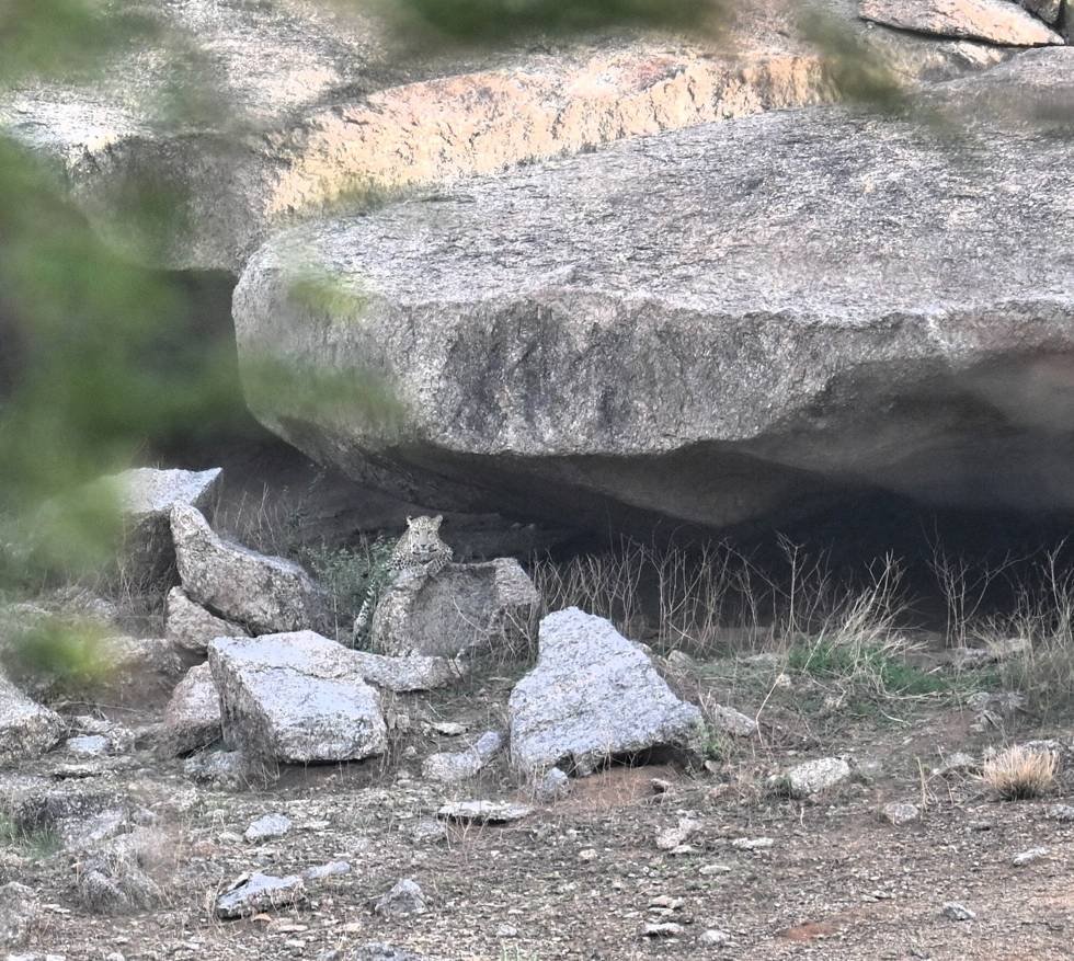 Wild leopard resting under a giant balancing boulder on the Jawai hills