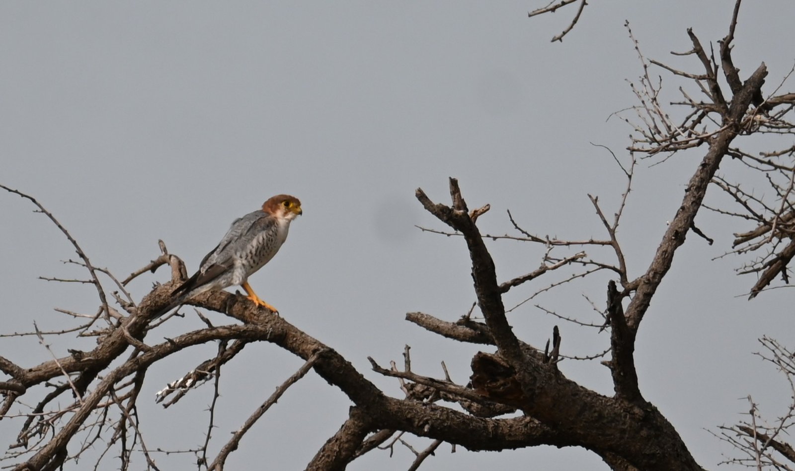 Red-necked Falcon perched on a bare branch near Bhigwan Maharashtra