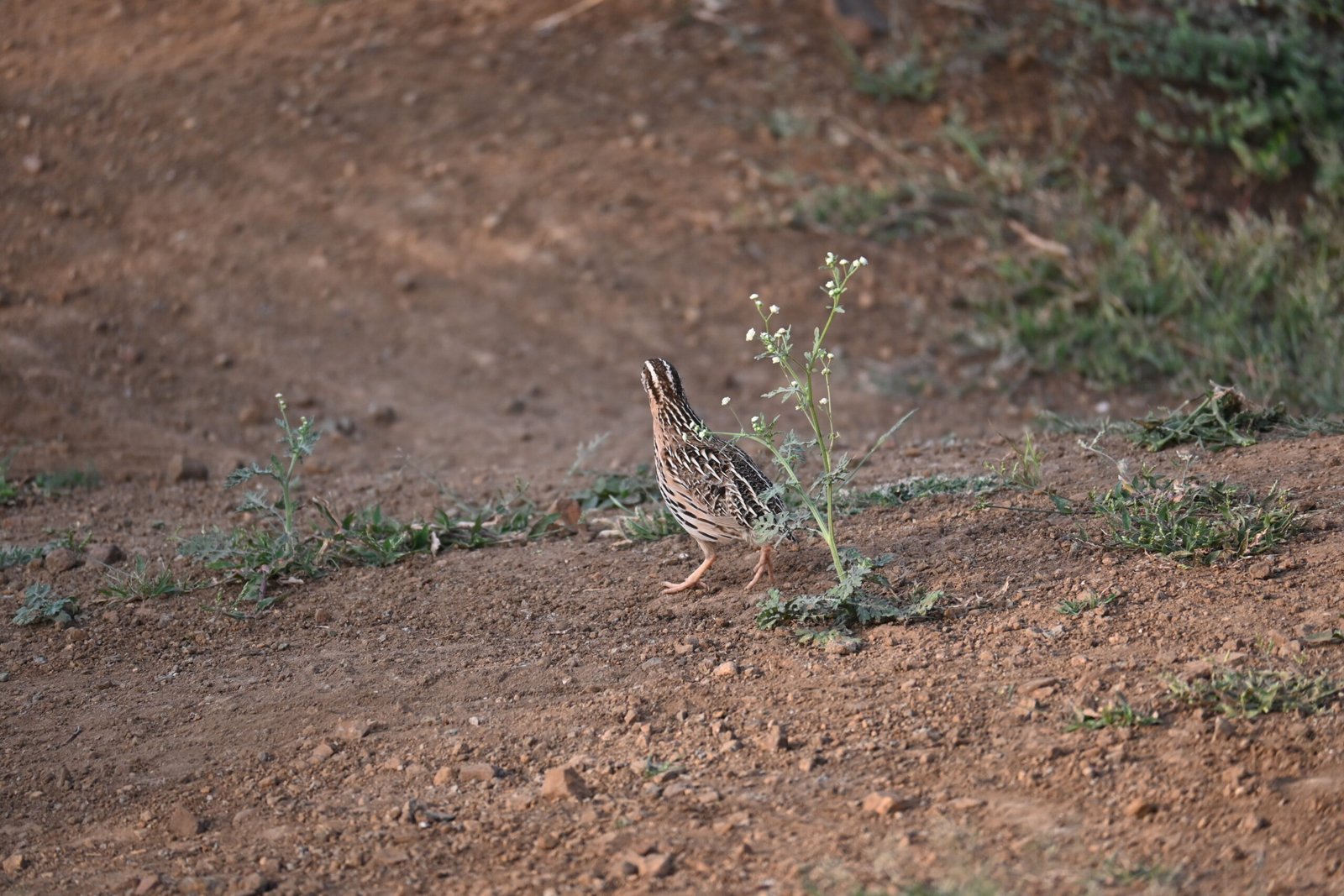 Rain Quail walking through sparse plants at Bhigwan