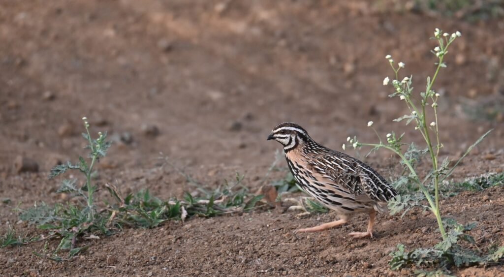 Male Rain Quail on open dry ground at Bhigwan, Maharashtra