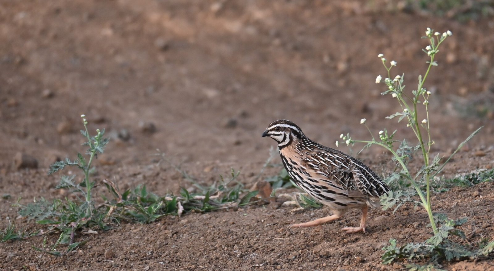 Male Rain Quail walking on rocky ground at Bhigwan, Maharashtra