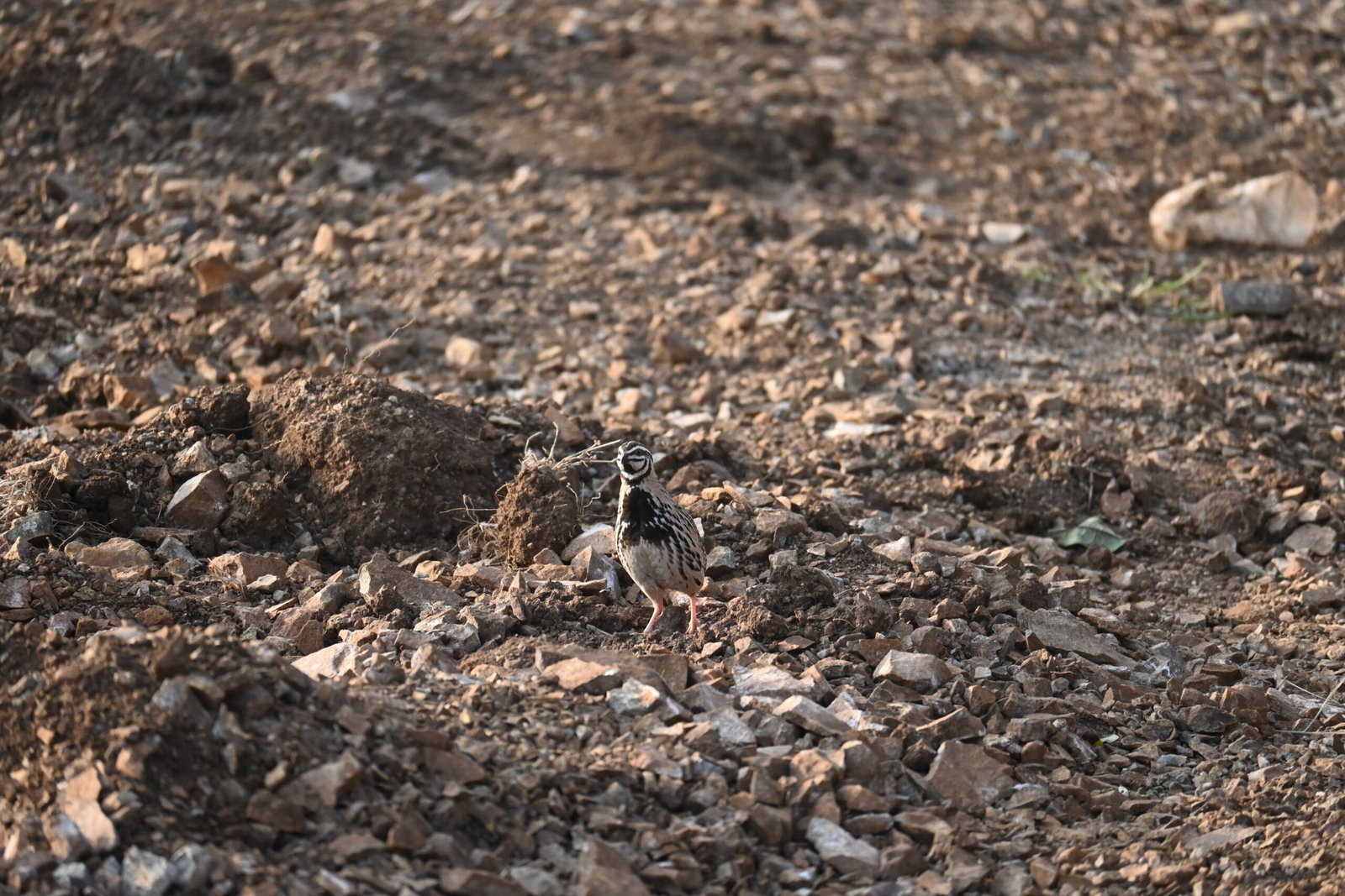 Rain Quail in open ground at Bhigwan birding area