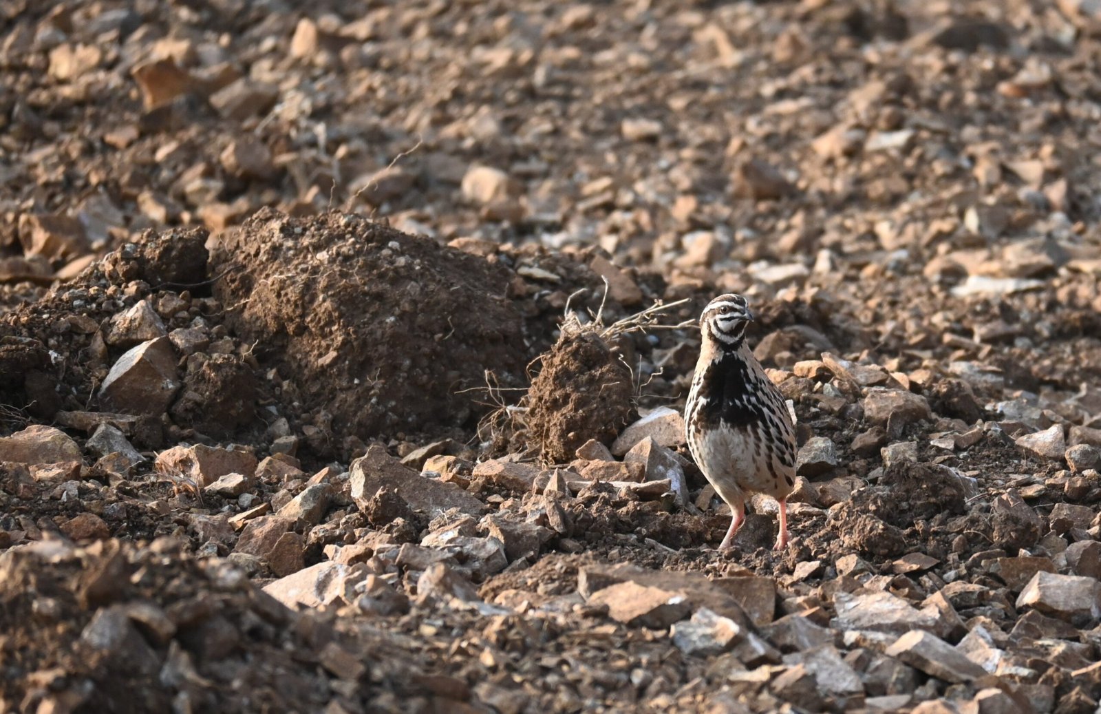 Rain Quail in open rocky habitat at Bhigwan