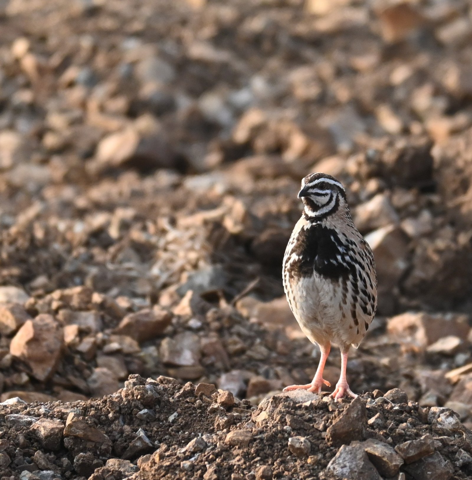 Male Rain Quail showing black breast and striped face at Bhigwan