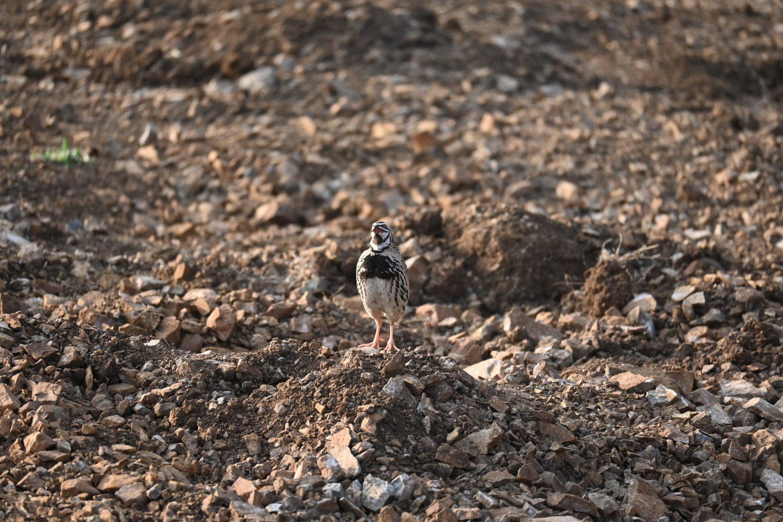 Rain Quail standing on a mound in rocky scrub at Bhigwan