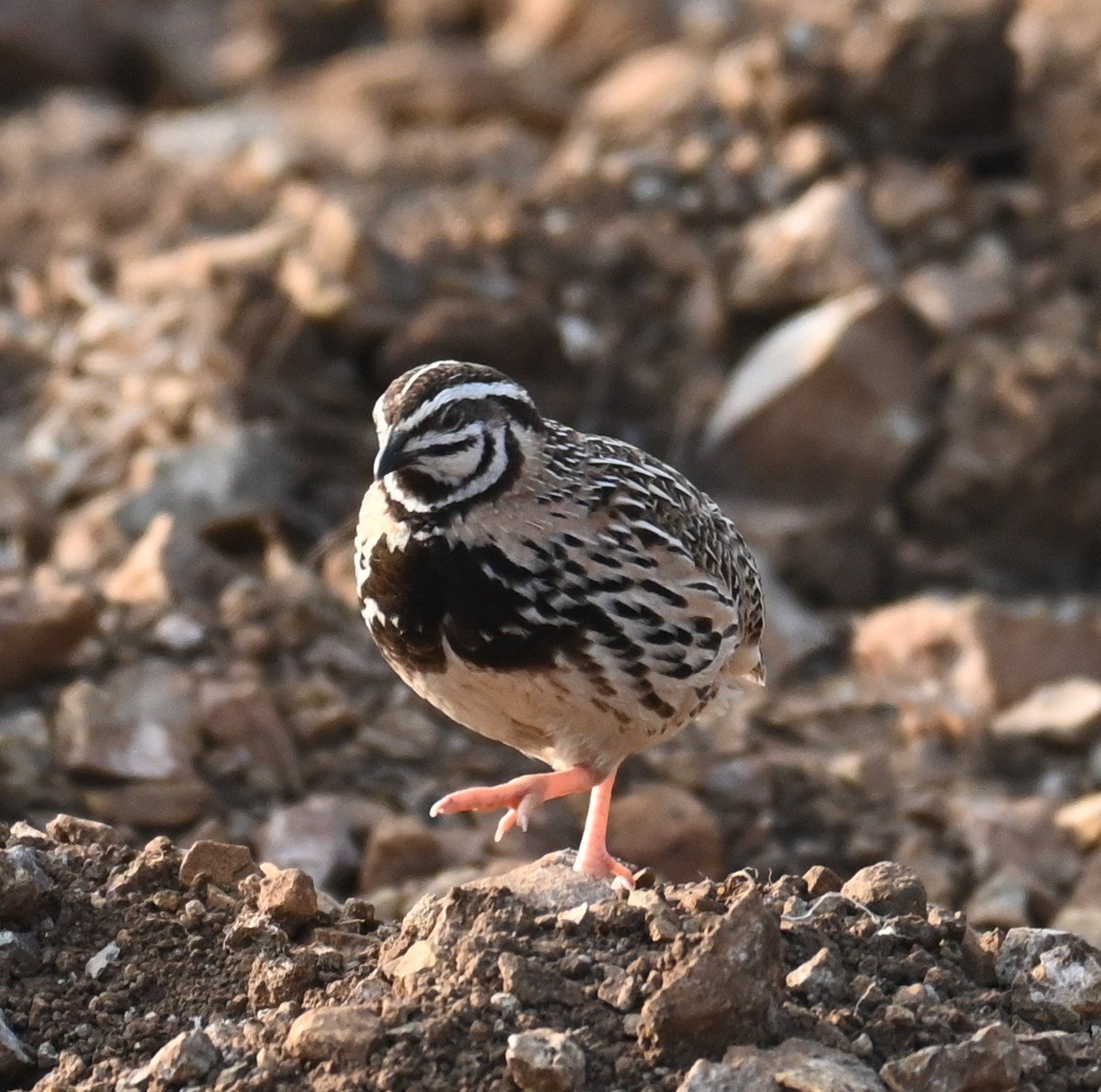 Male Rain Quail photographed in warm evening light at Bhigwan