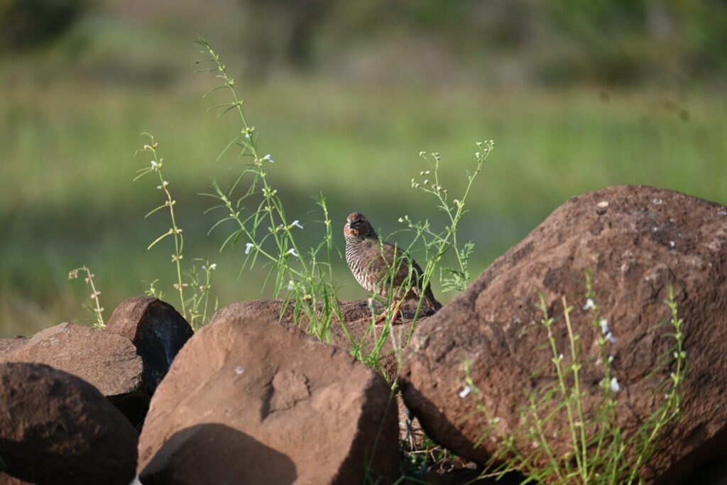 Male Jungle Bush Quail among rocks and grass at Bhigwan, Maharashtra