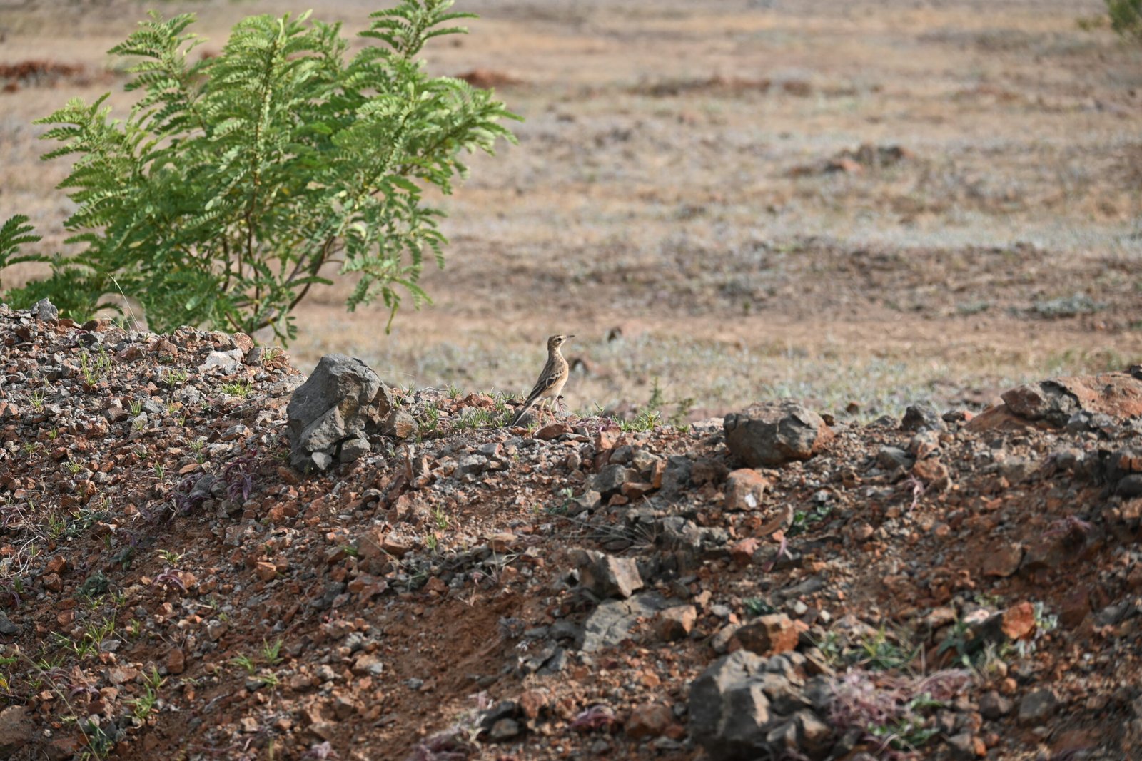Pipit standing on a rocky grassland edge at Bhigwan, Maharashtra