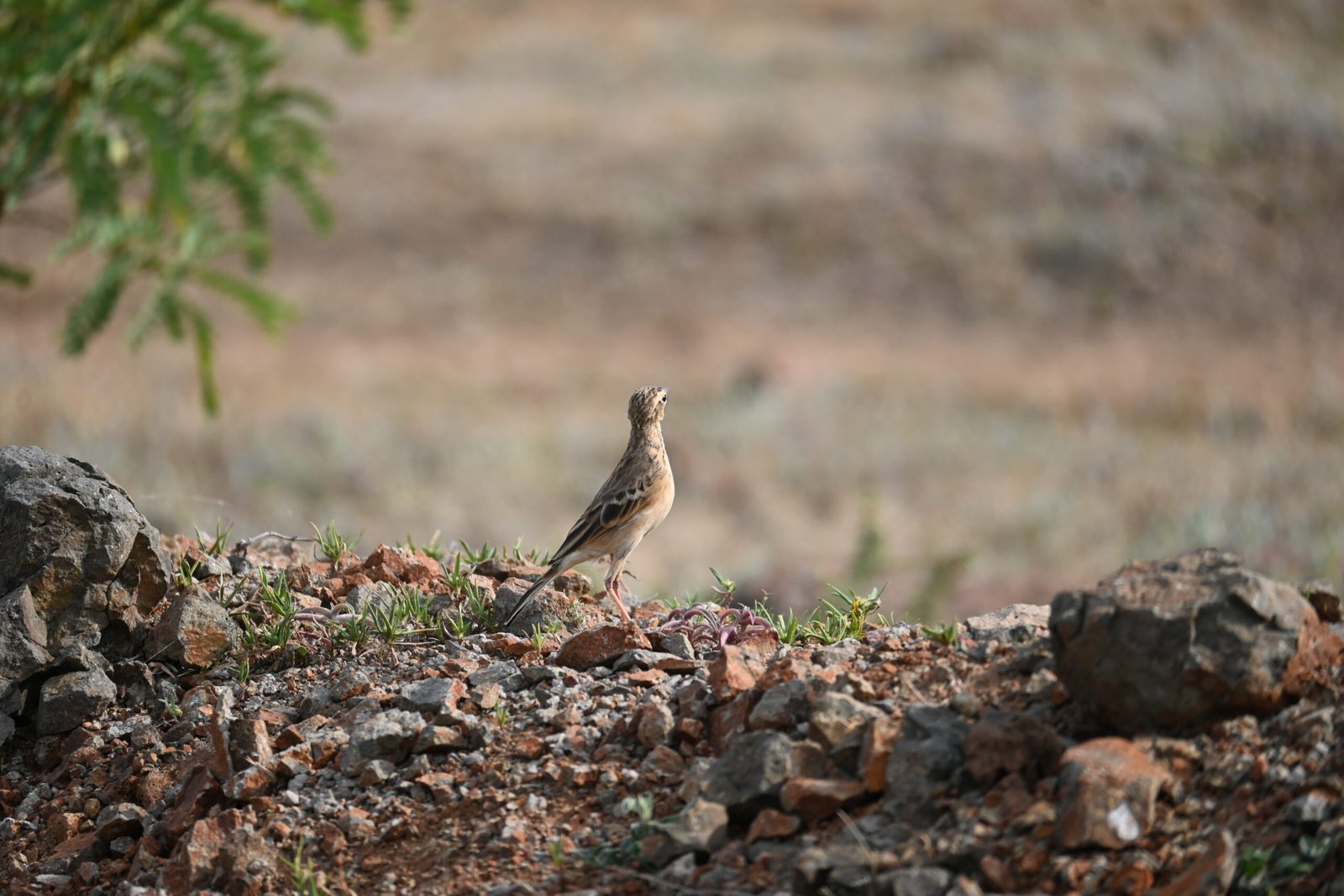 Pipit photographed on open stony ground at Bhigwan