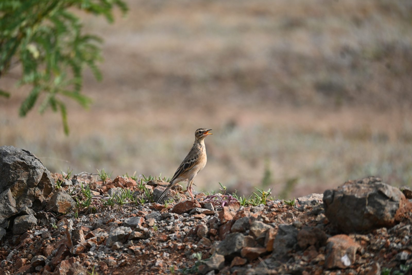 Side view of a pipit in the dry Bhigwan landscape