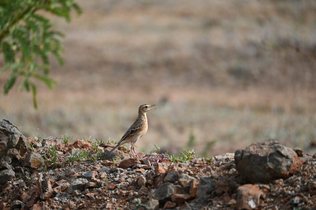 Pipit standing on rocky grassland at Bhigwan, Maharashtra
