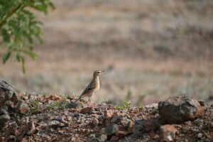 Pipit standing on rocky grassland at Bhigwan, Maharashtra