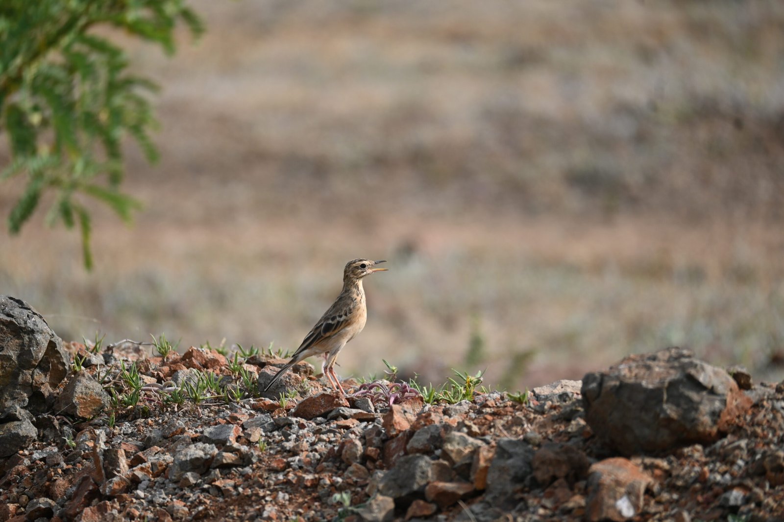 Pipit with open bill on rocky ground at Bhigwan
