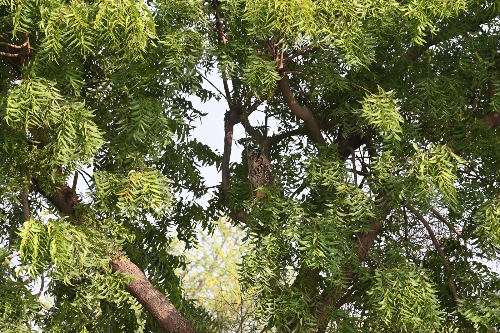Indian Eagle-Owl roosting in leafy tree cover at Bhigwan