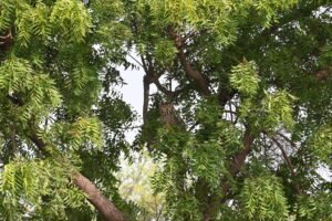Indian Eagle-Owl perched in a neem tree at Bhigwan, Maharashtra