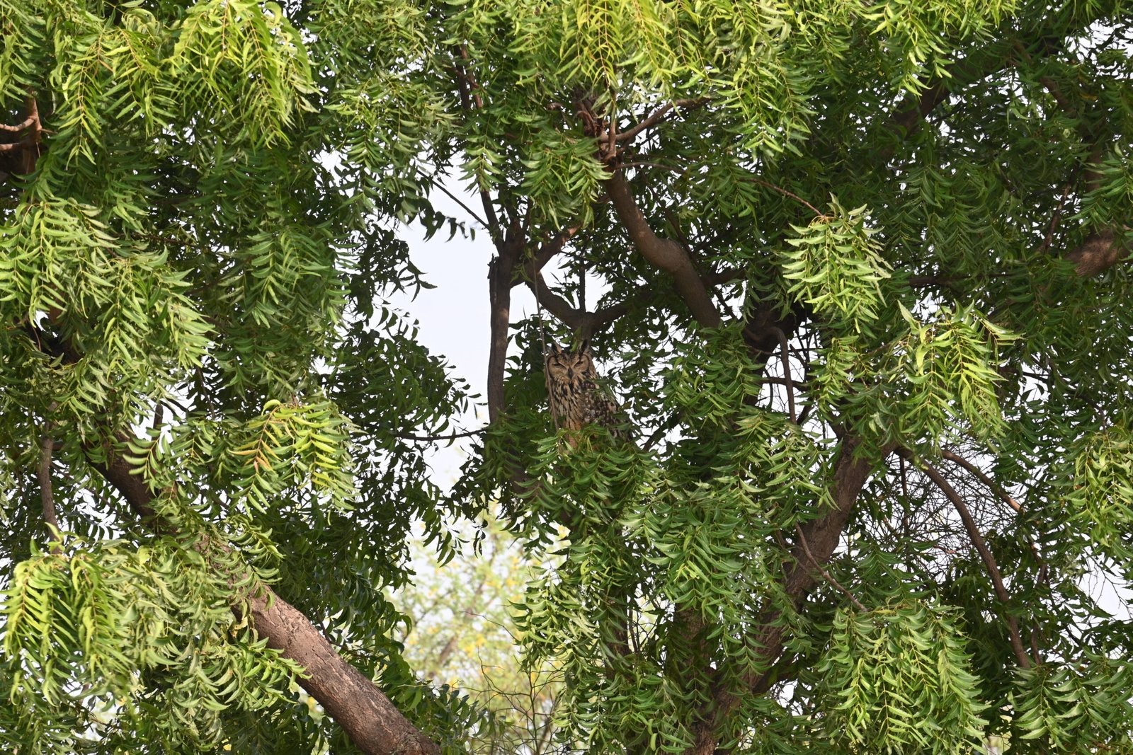 Indian Eagle-Owl perched in a neem tree at Bhigwan, Maharashtra