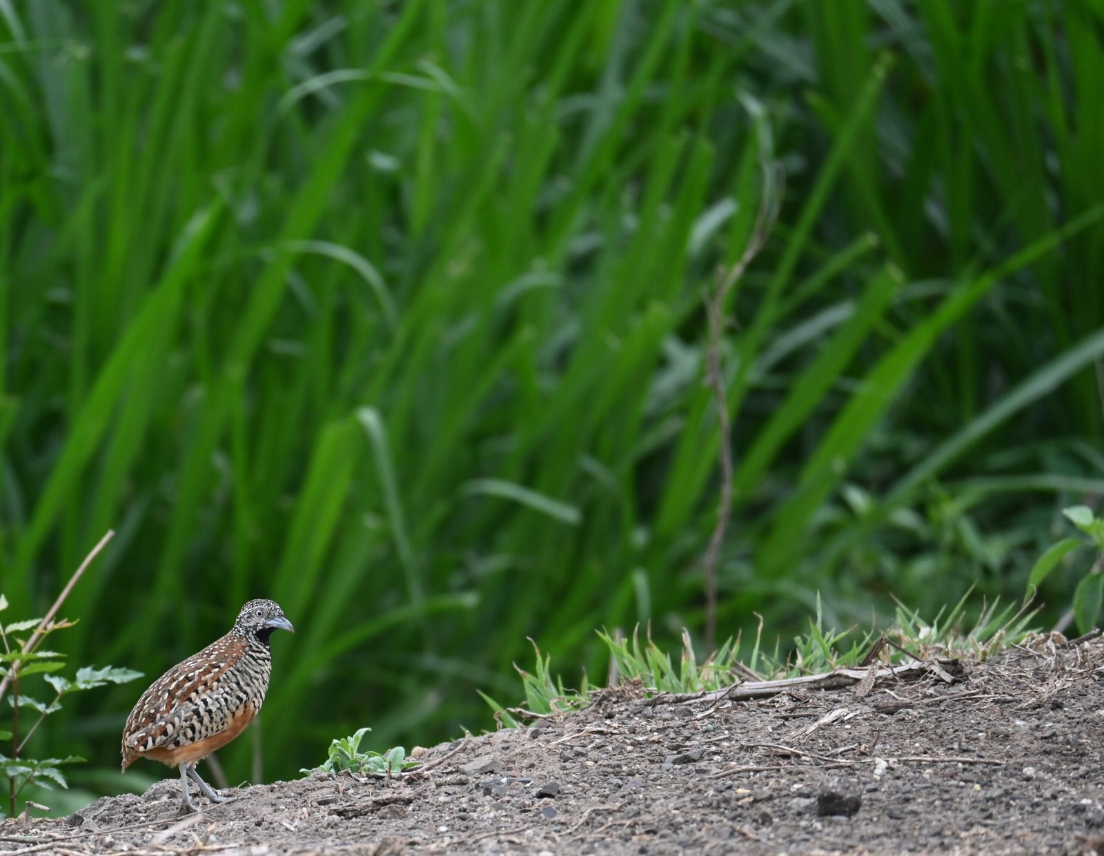 Barred Buttonquail standing on a soil mound beside tall grass at Bhigwan