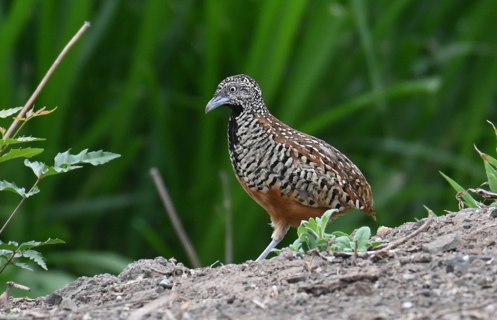 Close portrait of a female Barred Buttonquail in Bhigwan grassland