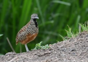 Female Barred Buttonquail at Bhigwan, Maharashtra