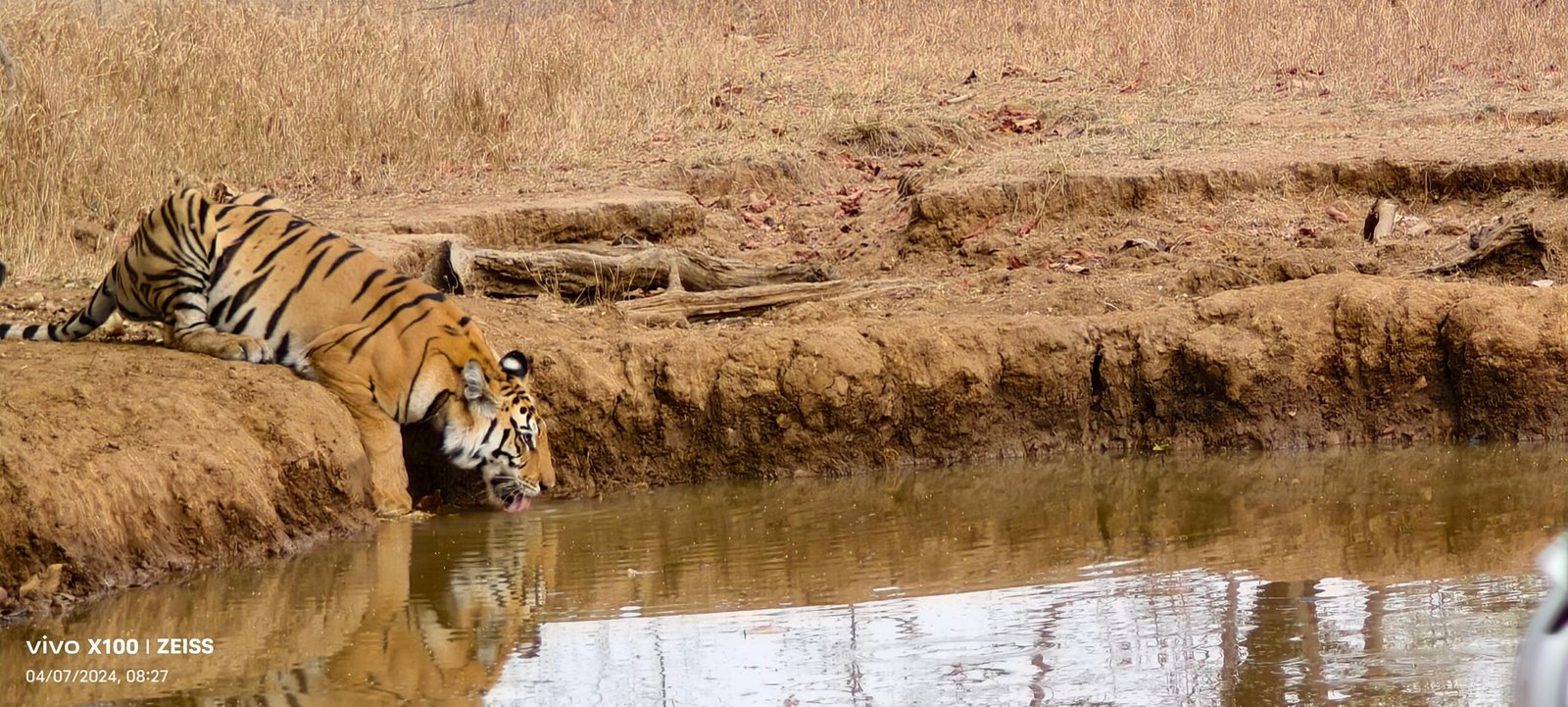 Tiger drinking from a forest pool in Panna Tiger Reserve