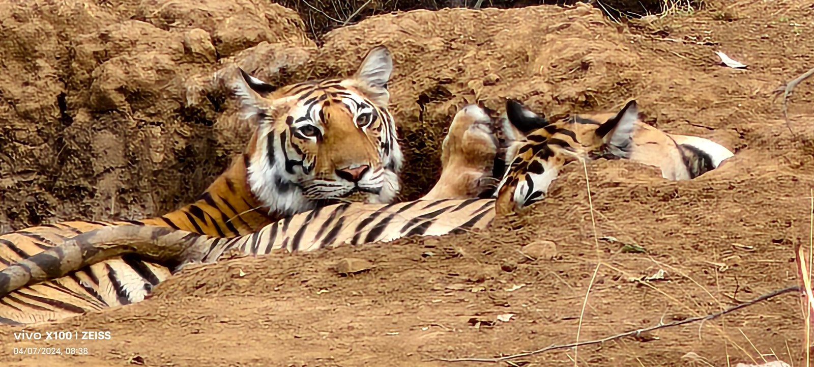 Two tigers resting together on dry ground beside a forest pool in Panna Tiger Reserve