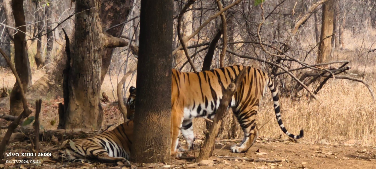 Tiger walking between tree trunks in dry forest at Panna Tiger Reserve