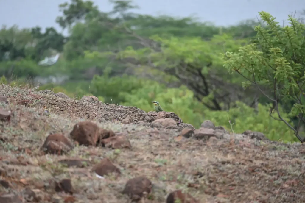 A small bee-eater on a rocky ridge seen from a distance