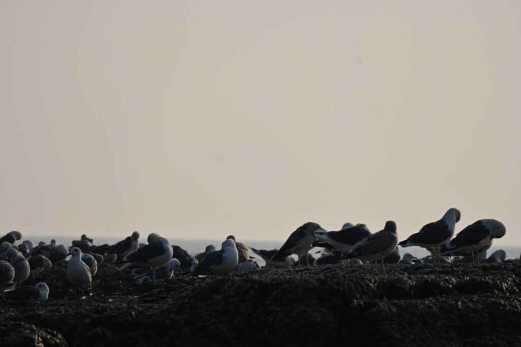 Birds resting on the rocks in the evening light