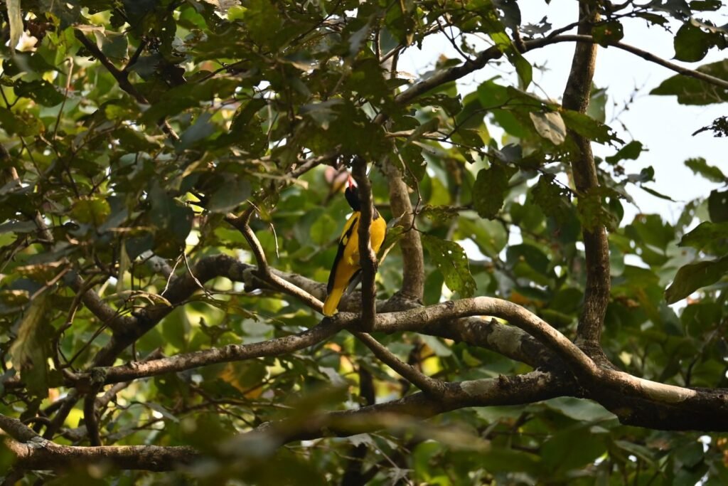 Black-hooded Oriole half hidden in the forest near Keshavraj Temple, Dapoli