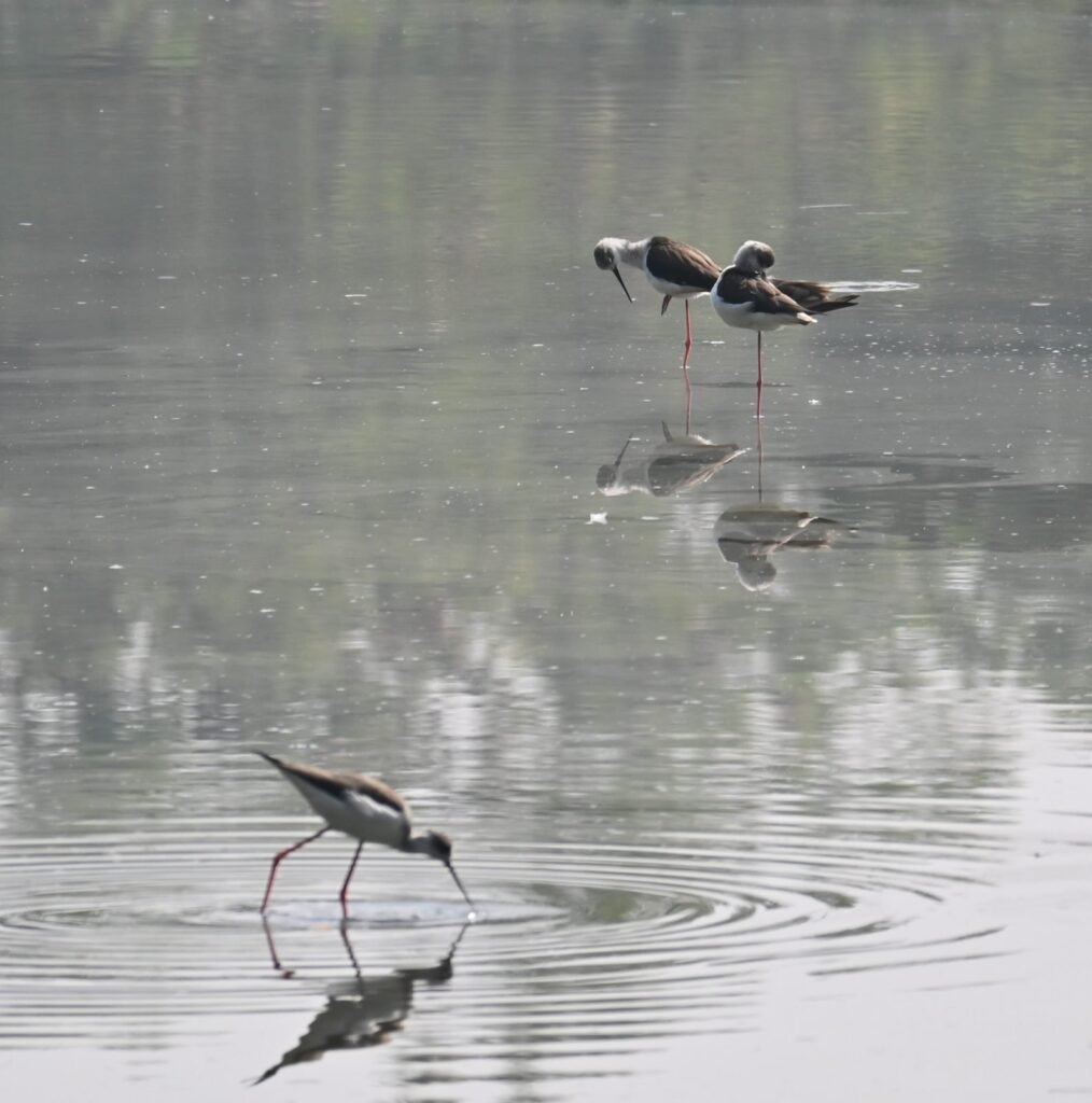 Black-winged Stilts feeding in still water