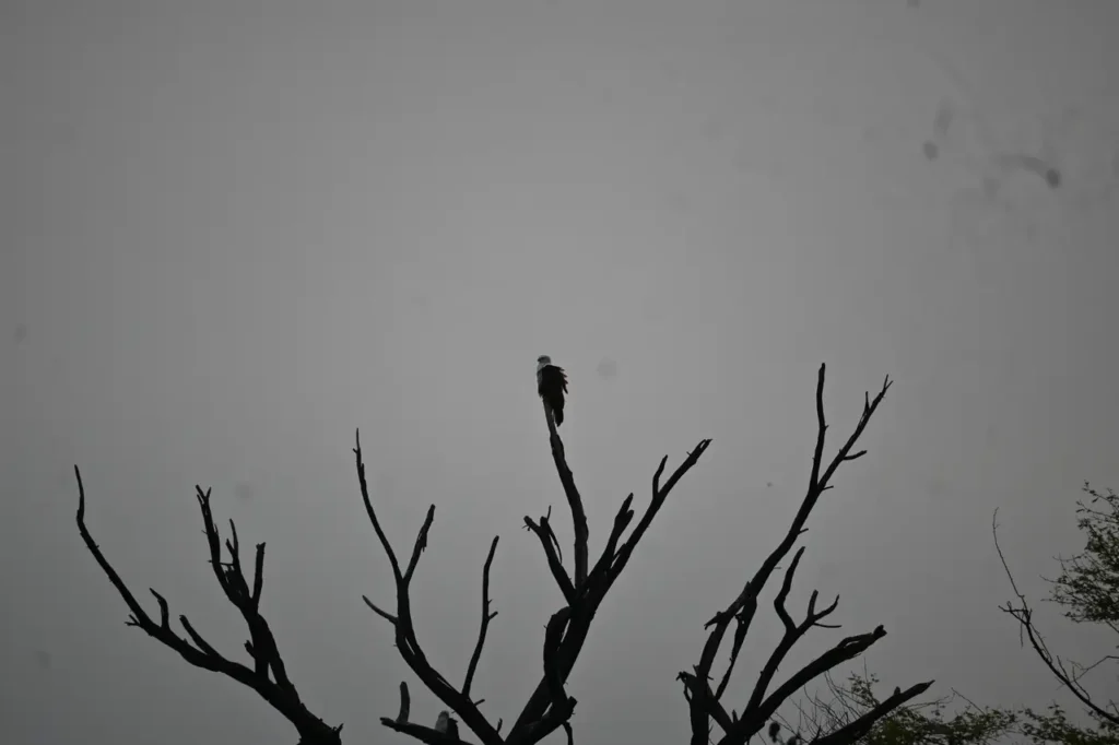 A Brahminy Kite perched on top of a bare tree against a grey sky