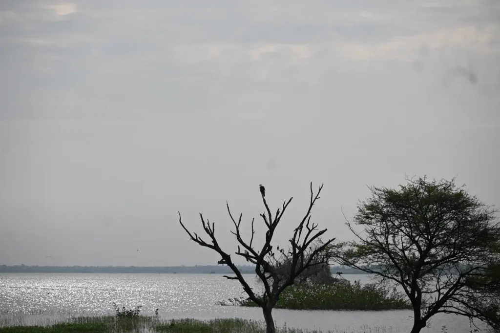 A Brahminy Kite perched on a bare tree beside the Ujani backwater