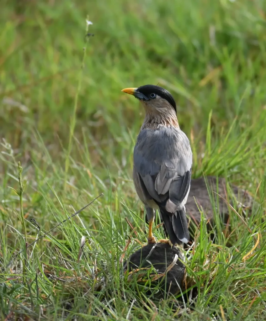 Brahminy Starling on a stone in green grass, showing black crest and yellow bill