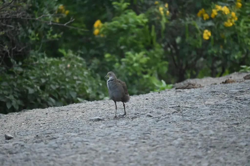 Brown Crake walking towards the camera on a gravel road in early light