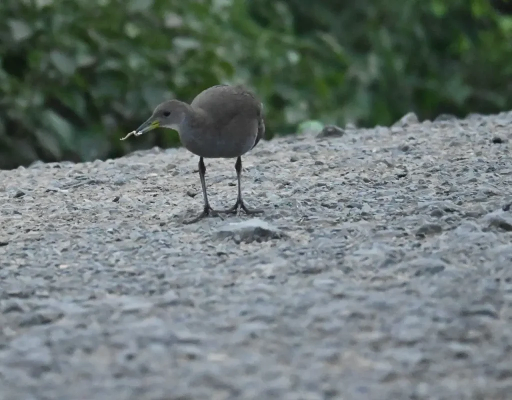 Brown Crake walking on a gravel road with something in its beak