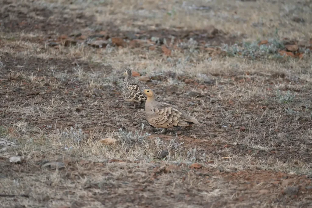 Chestnut-bellied Sandgrouse, the male in front and the female behind, on dry ground