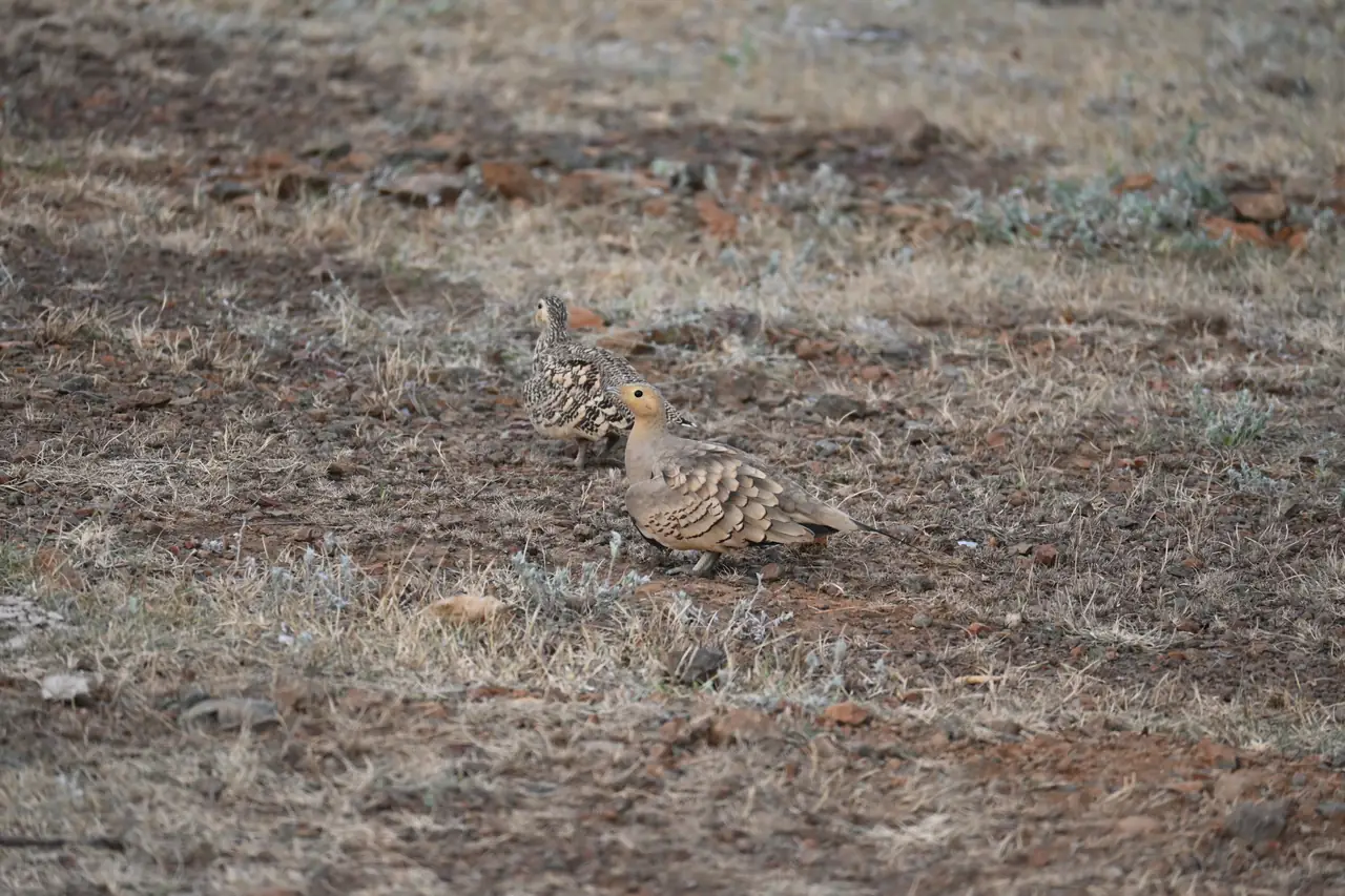 Chestnut-bellied Sandgrouse, the male in front and the female behind, on dry ground