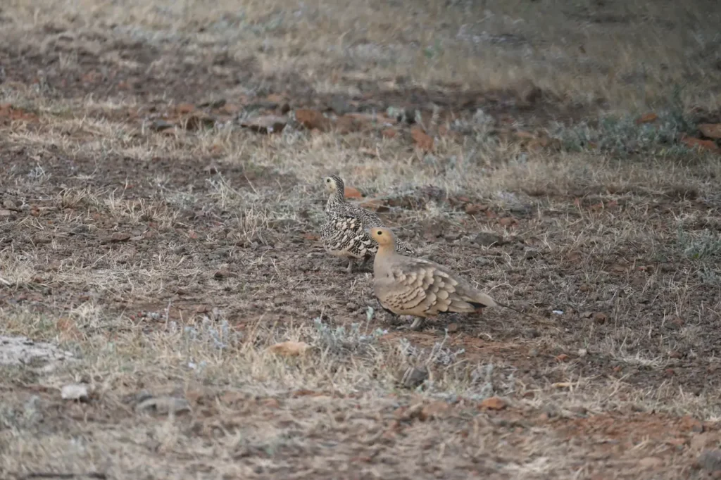 A pair of Chestnut-bellied Sandgrouse walking on dry ground
