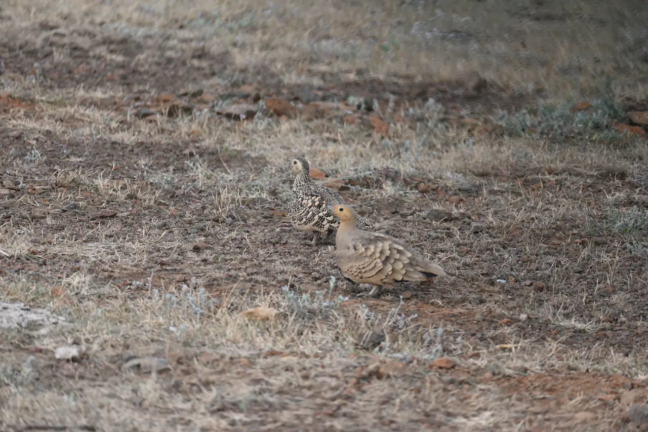 A pair of Chestnut-bellied Sandgrouse walking on dry ground