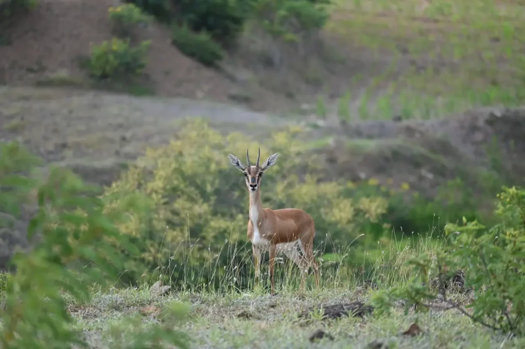 A chinkara with long horns standing among green bushes at Kadbanwadi