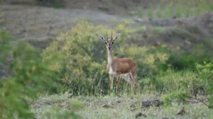 A male chinkara standing in green scrub, looking at the camera